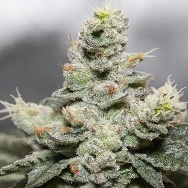 Blue-Cookies-x-OG-Kush-31-u-fem-Vision-Seeds.jpg