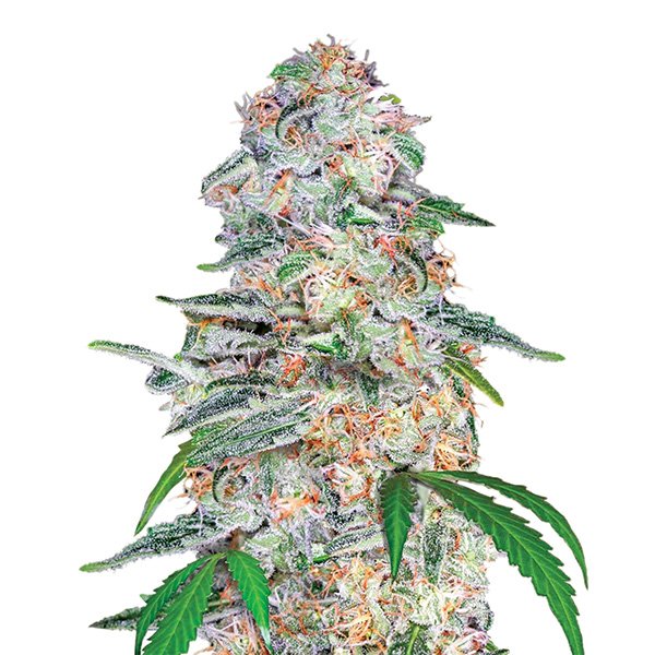 Blue-Dream-5-u-fem-Nirvana.jpg