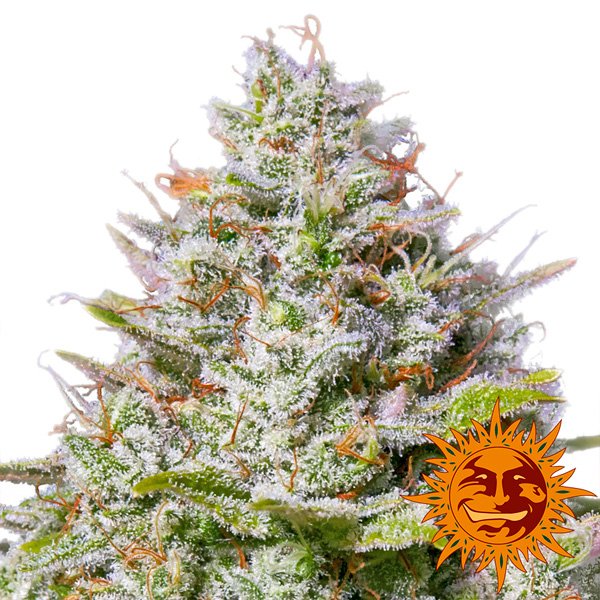 Blue-Gelato-41-1-u-fem-Barneys.jpg