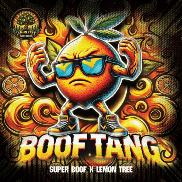 Boof-Tang-3-ud-fem-Elev8-Seeds.jpg