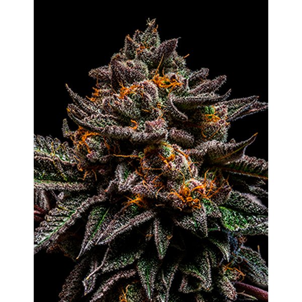 Brain-Cake-3-u-fem-Ripper-Seeds.jpg