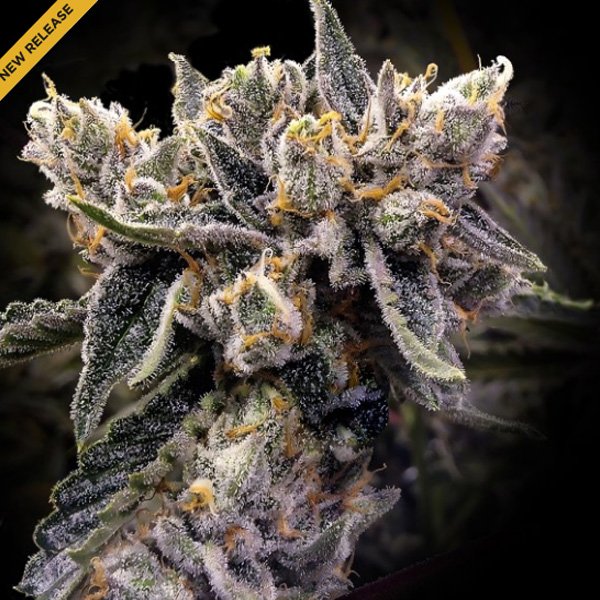 Bruised-Banana-3-u-fem-DNA-Genetics.jpg