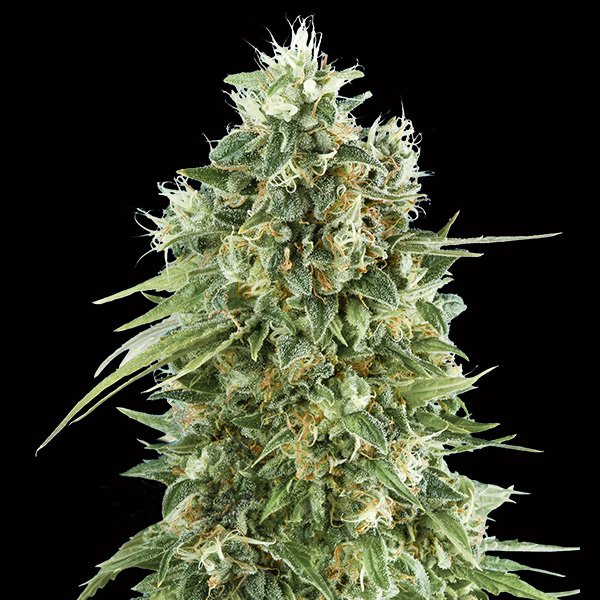 Bubble-Gum-CBD-3-u-fem-00-Seeds.jpg