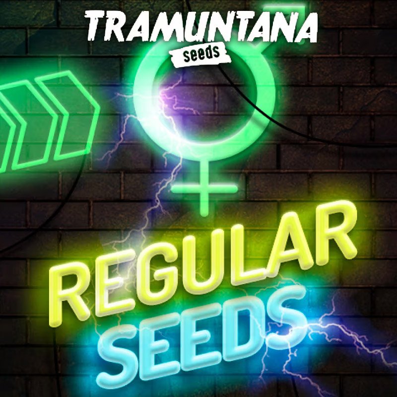 Cali-Orange-x-Zkittlez-15-u-Regular-Tramuntana-Seeds.jpg