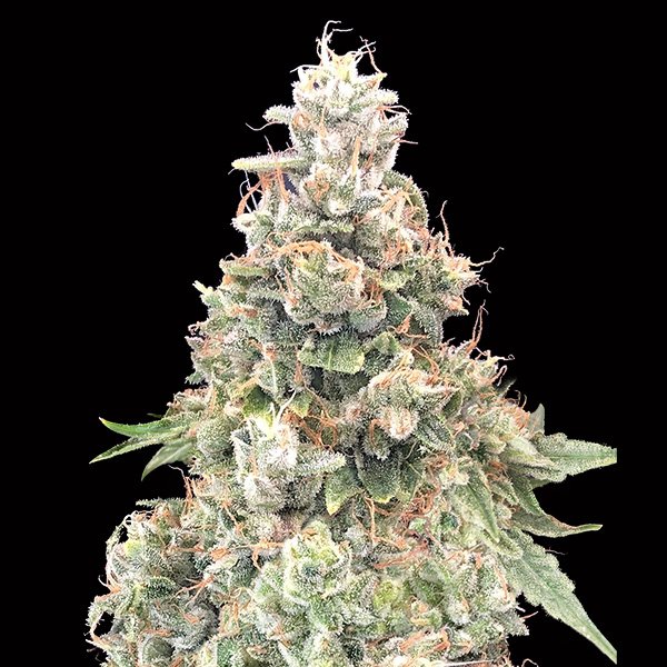 California-Kush-Fast-3-u-fem-00-Seeds.jpg