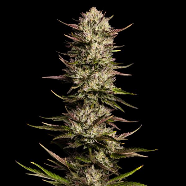California-Octane-3-u-fem-Humboldt-Seeds-Company.jpg
