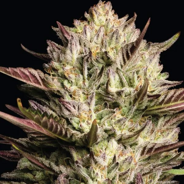 California-Octane-Triploid-3-u-fem-Humboldt-Seeds-Company.jpg