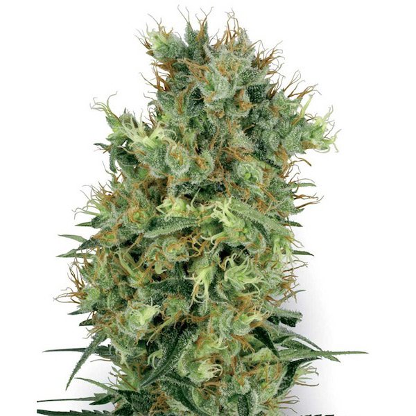Californian-Orange-Bud-10-u-reg-White-Label.jpg