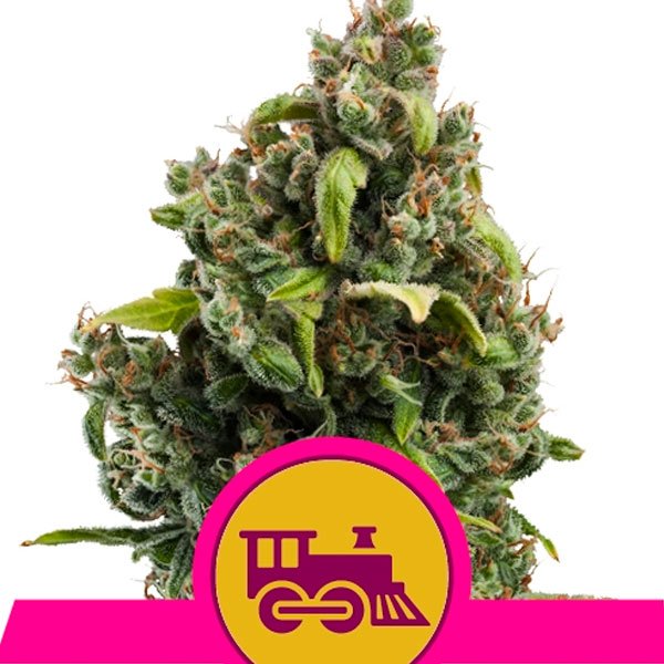 Candy-Kush-Express-Fast-1-u-fem-Royal-Queen.jpg