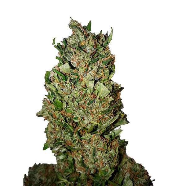 Cannatonic-0412-1-u-fem-CBD-Buds.jpg