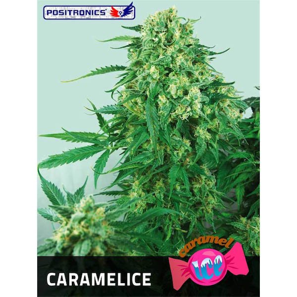 Caramelice-1-u-fem-Positronics-Seeds.jpg