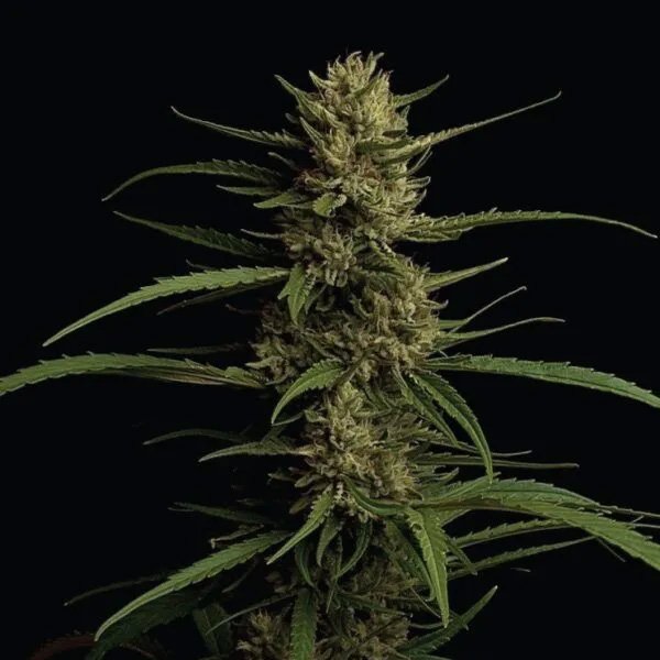 Caribbean-Queen-3-u-fem-Humboldt-Seeds-Company.jpg