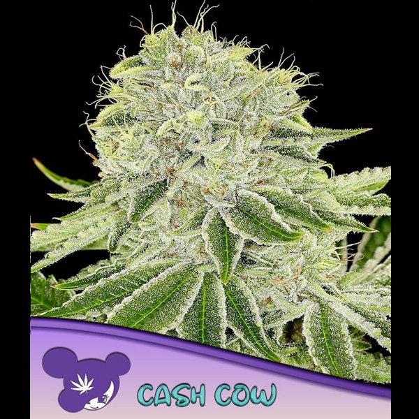 Cash-Cow-3-u-fem-Anesia.jpg