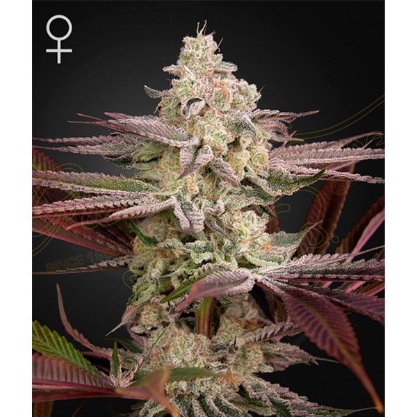 Chemical-Bride-1-u-fem-Green-House.jpg