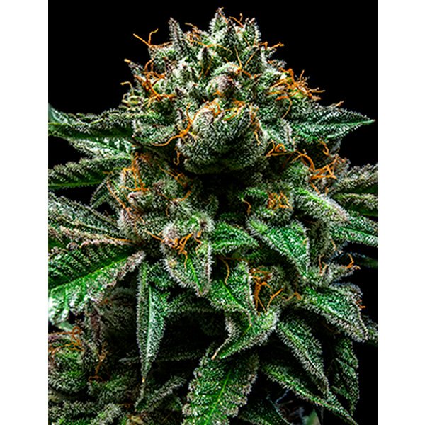 Chempie-3-u-fem-Ripper-Seeds.jpg