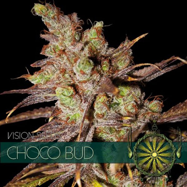 Choco-Bud-31-u-fem-Vision-Seeds.jpg