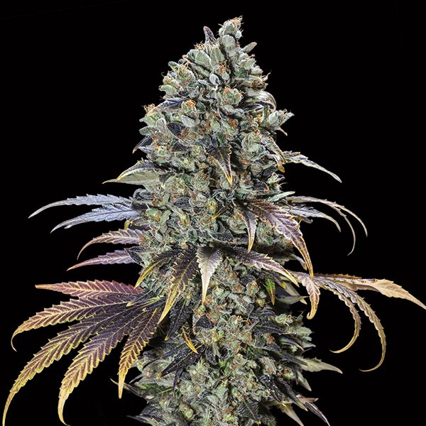 Chocolate-Cream-3-u-fem-00-Seeds.jpg