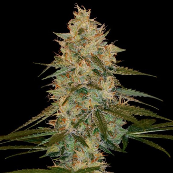 Chocolope-Kush-3-u-fem-DNA-Genetics.jpg