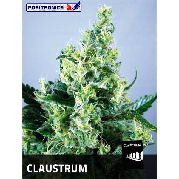 Claustrum-20-1-u-fem-Positronics-Seeds.jpg