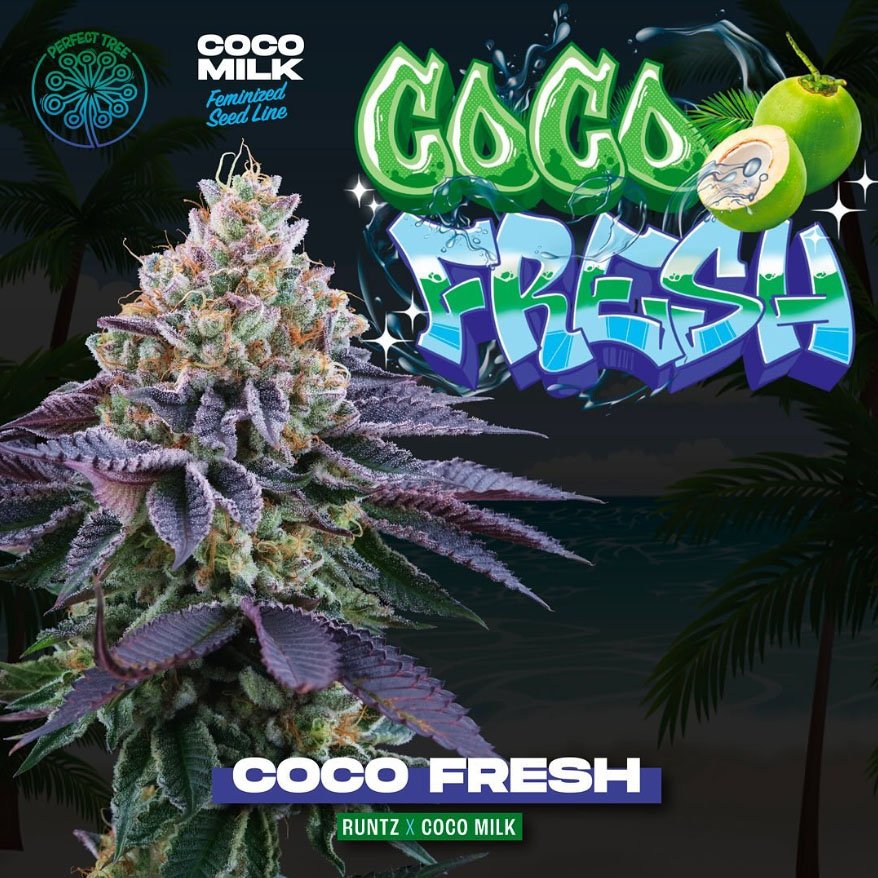 Coco-Fresh-6-u-fem-Perfect-Tree.jpg
