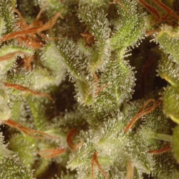 Coleccion-Sativa-Pack-6-u-Paradise-Seeds.jpg