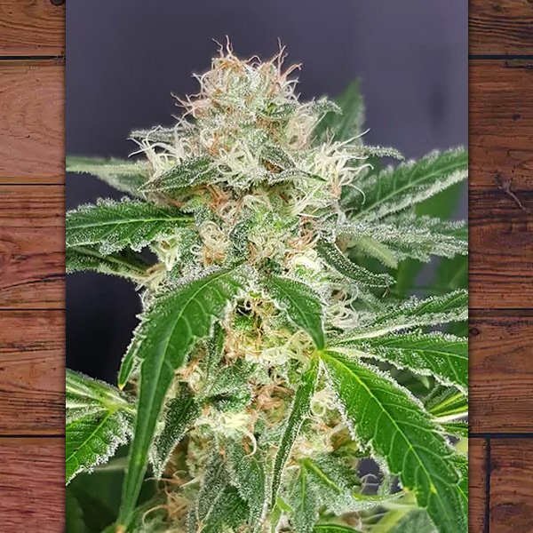 Country-Girl-3-ud-fem-The-Outlaw-Seeds.jpg
