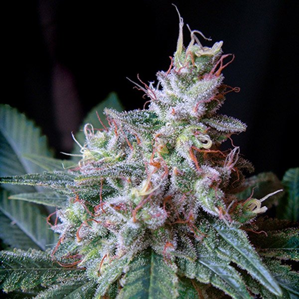 Cream-Caramel-31-u-fem-Sweet-seeds.jpg