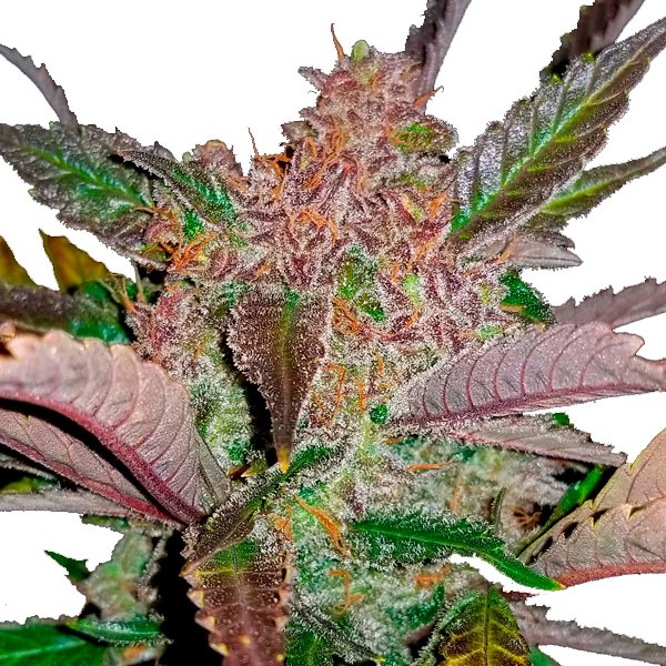 Cream-Cookies-Auto-1-u-fem-FastBuds-Seeds.jpg