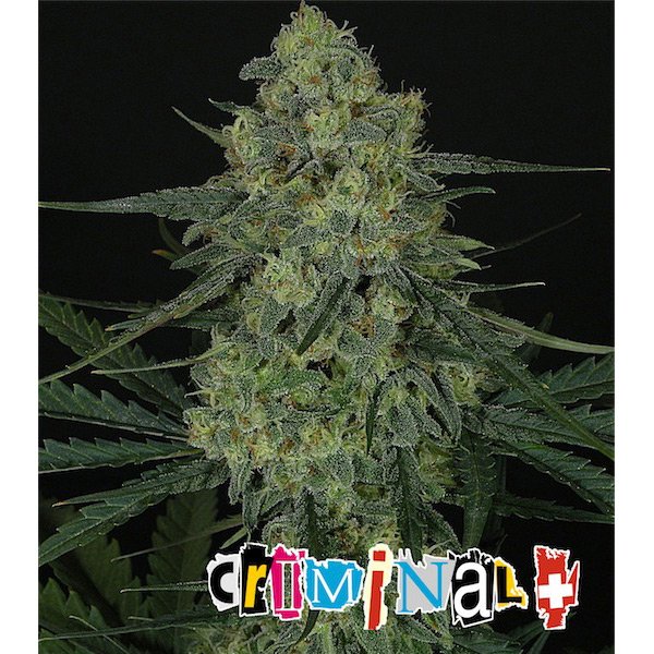 Criminal-3-u-fem-Ripper-Seeds.jpg