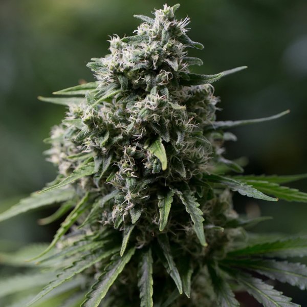 Critical-20-3-ud-Silent-Seeds.jpg