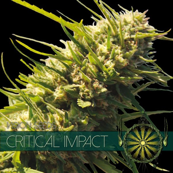 Critical-Impact-31-u-fem-Vision-Seeds.jpg