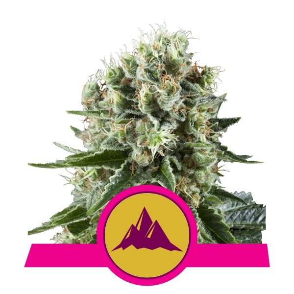 Critical-Kush-1-u-fem-Royal-Queen.jpg