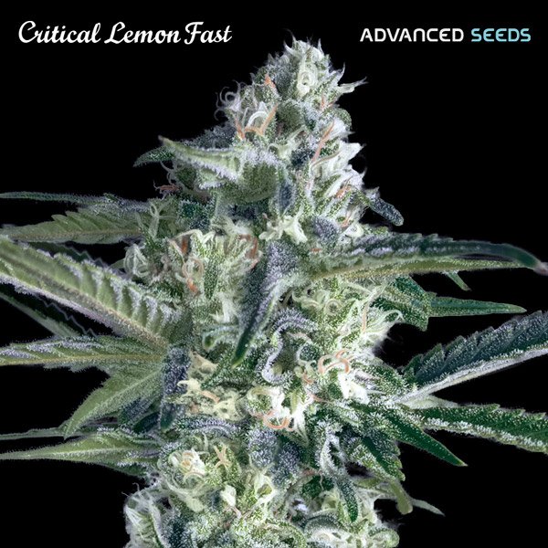 Critical-Lemon-Fast-3-1-u-fem-Advanced-Seeds.jpg