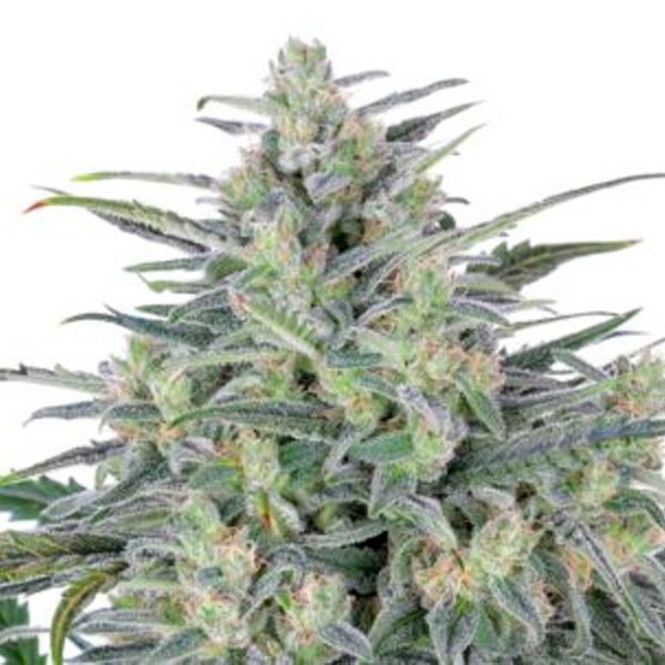 Critical-Lights-1-u-fem-Expert-Seeds.jpg