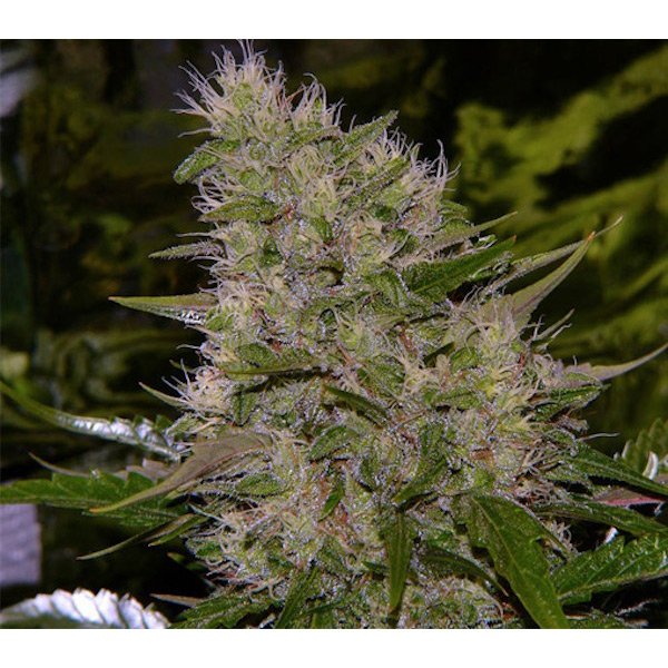 Critical-Mass-15-u-reg-Mr-Nice.jpg