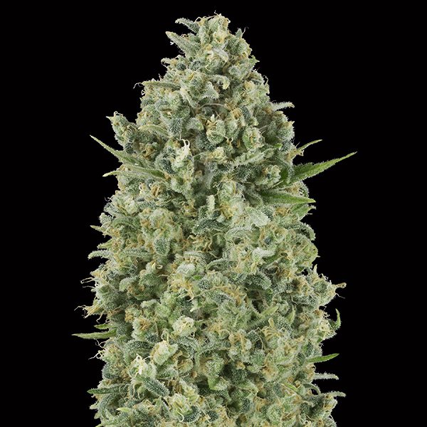 Critical-Poison-3-u-fem-00-Seeds.jpg