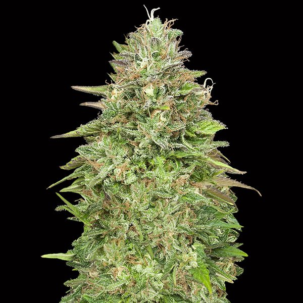 Critical-Poison-Fast-3-u-fem-00-Seeds.jpg