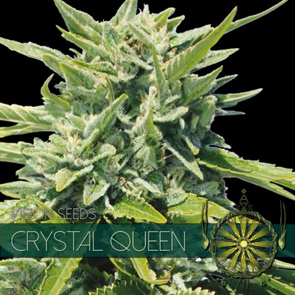 Crystal-Queen-31-u-fem-Vision-Seeds.jpg