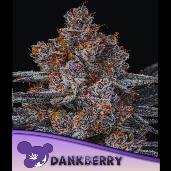 Dankberry-3-u-fem-Anesia.jpg