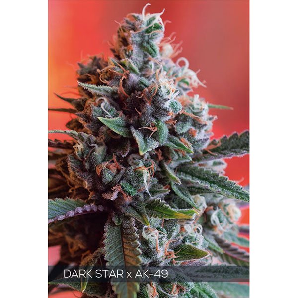 Dark-Star-X-Ak-49-31-u-fem-Vision-Seeds.jpg
