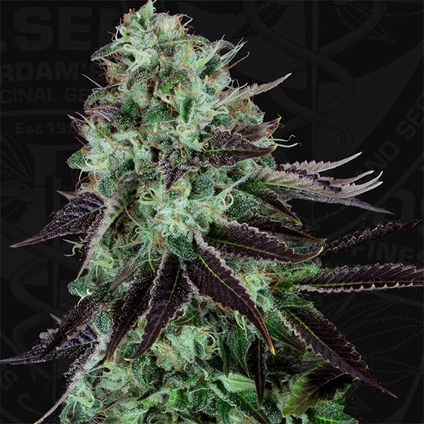 Darkstar-2-u-fem-TH-Seeds.jpg