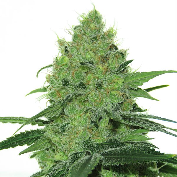 Douce-Nuit-1-u-fem-French-Touch-Seeds.jpg