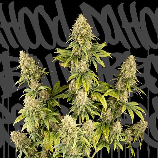 DrHood-CBD-251-1-u-fem-DaHood-Urban-Seeds.jpg