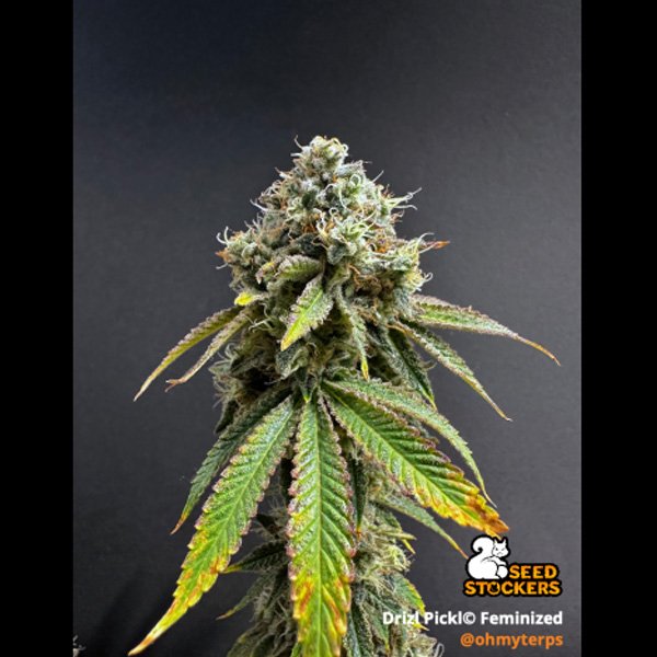 Drizl-Pickl-fem-1-u-Seedstockers-Superior.jpg