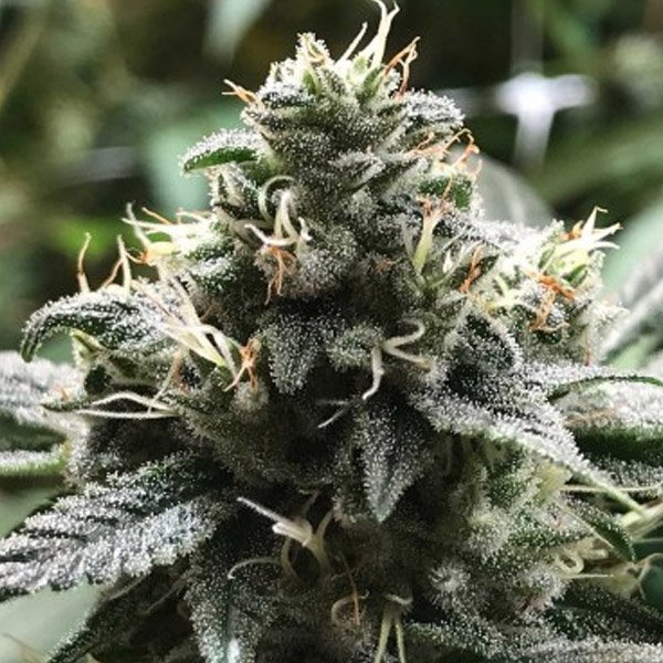 Eli-1-u-fem-R-Kiem-Seeds.jpg