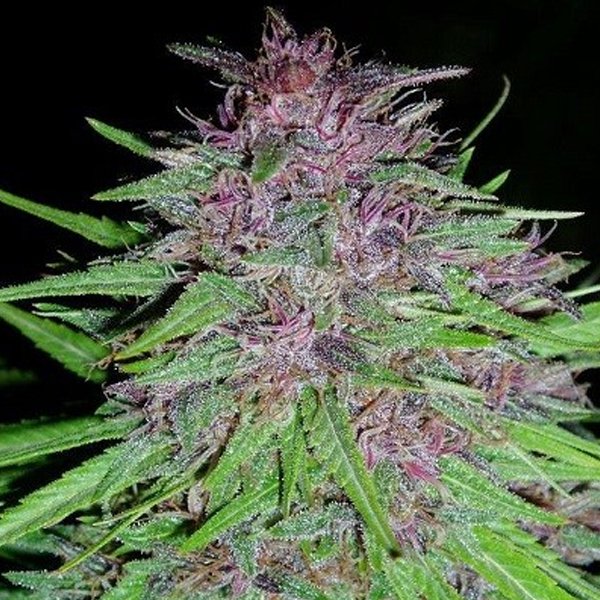 ErdPurt-1-u-fem-Ace-Seeds.jpg