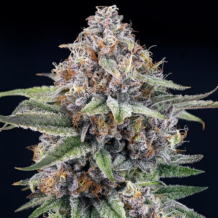 EyeBallz-3-u-fem-Ripper-Seeds.jpg