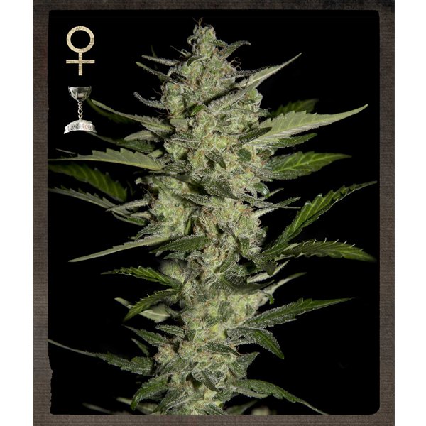 Flowerbomb-Kush-3-u-fem-Strain-Hunters.jpg