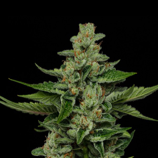 Fortune-Cookie-3-u-fem-Humboldt-Seeds-Company.jpg