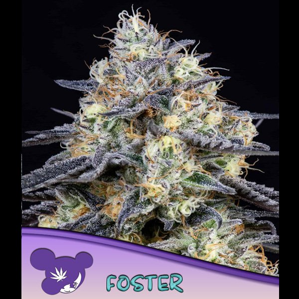 Foster-3-u-fem-Anesia.jpg